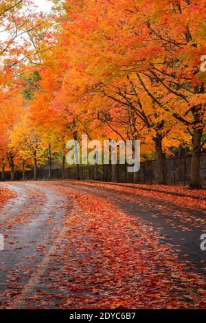 WA18856-00...WASHINGTON - Trees lining the road through city park on a rainy, autumn day in Renton, Washington. Stock Photo