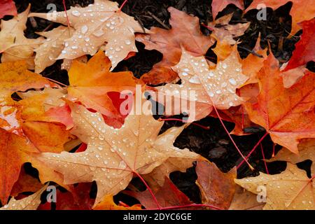WA18861-00...WASHINGTON - Leaves on the ground with rain drops. Stock Photo