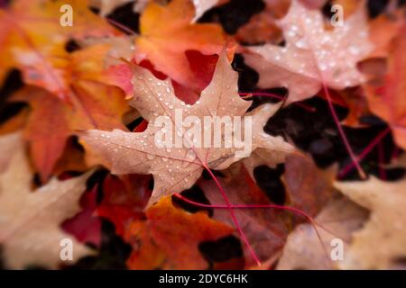 WA18862-00...WASHINGTON - Leaves on the ground with rain drops photographed with a Lensbady Sweet 50.. Stock Photo