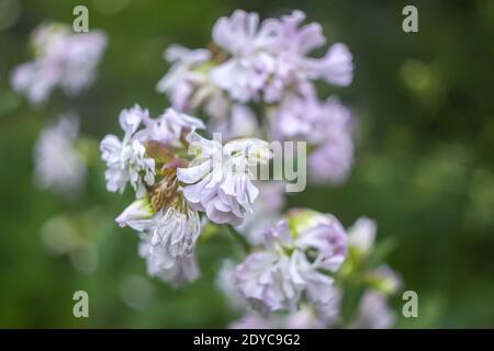 Saponaria officinalis white flowers in summer garden. Common soapwort, bouncing-bet, crow soap, wild sweet William plant. Stock Photo