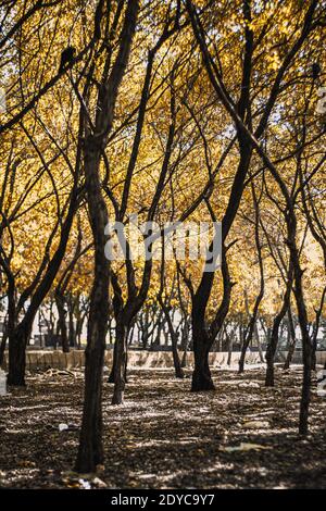 Autumn forest nature. Vivid morning in colorful forest Stock Photo