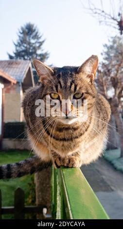 Striped cat on the fence looking at the camera. Stock Photo