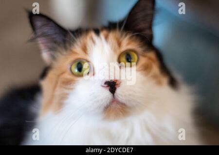 Close up of a Calico cat Stock Photo