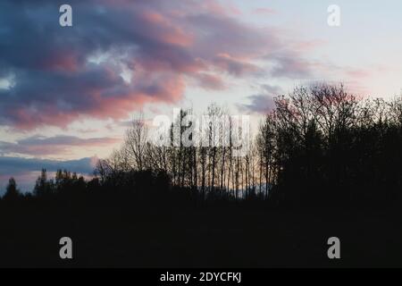 Beautiful bright spring sunset in the countryside with birch trees on the evening sky background. Stock Photo
