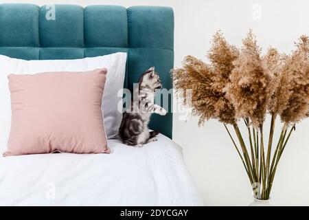 Small tabby Scottish Fold kitten on the bed Stock Photo