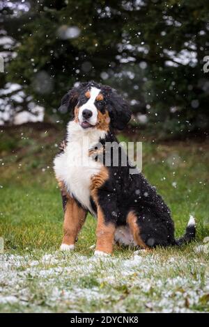Bernese Mountain Dog puppy sitting, snowy winter day Stock Photo