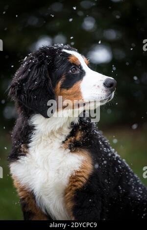 Bernese Mountain Dog puppy, snowy winter day Stock Photo