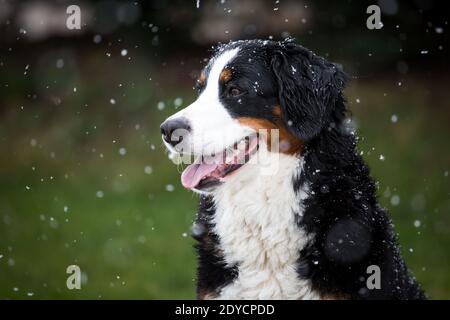 Bernese Mountain Dog portrait, snowy winter day Stock Photo