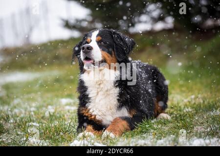 Bernese Mountain Dog lying, snowy winter day Stock Photo