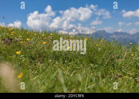 Close up of summer flowering of common buttercups on alpine meadow.The scientific name is Ranunculus acris. Dolomite landscape blurred in the backgrou Stock Photo