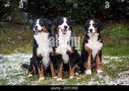 Three Bernese Mountain Dogs sitting, snowy winter day Stock Photo