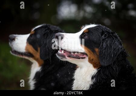 Portrait of two Bernese Mountain Dogs, snowy winter day Stock Photo