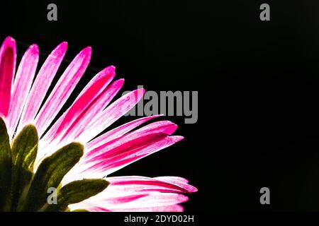 Beautiful back of a daisy, illuminated in transparency with copy space and selective focus on black background Stock Photo