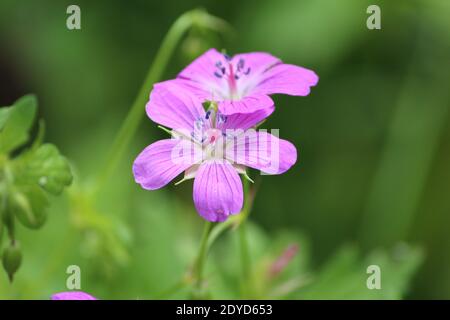 Marsh Crane's-bill or Geranium palustre. Heads of pink flowers with blue stamens on a bright green forest background on a sunny summer day. Stock Photo