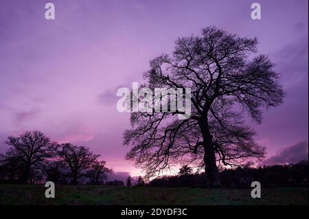 Leafless tree at dusk with purple sky. Stock Photo