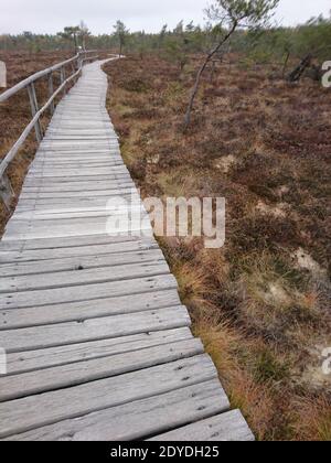 Safe Path Through The Moor, Boardwalk, Black Moor In Autumn, Rhön Stock Photo