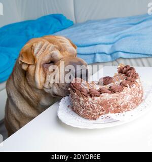 Dog chocolate clearance cake