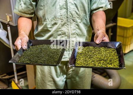 Green Tea Factory in Hamamatsu, Japan