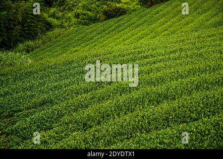 Tea Plantation in Shimada, Japan Stock Photo