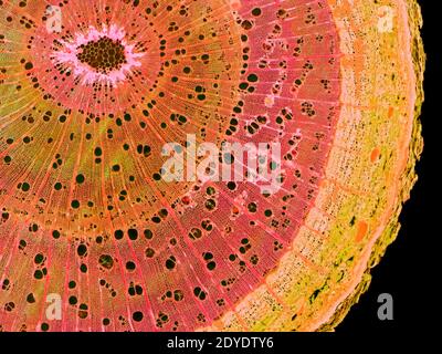 Elm stem. Light micrograph (LM) of a cross-section through a woody stem of an elm (Ulmus procera) tree. Stock Photo