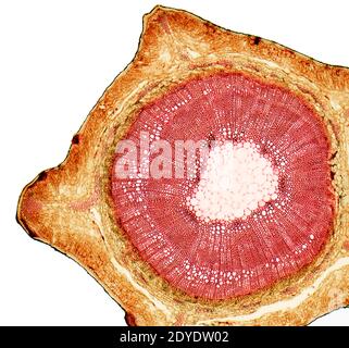 Broom stem. Light micrograph (LM) of a transverse section through the stem of a common broom (Salicornia europaea) plant. Stock Photo