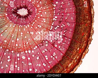 Elm stem. Light micrograph (LM) of a cross-section through a woody stem of an elm (Ulmus procera) tree. Stock Photo