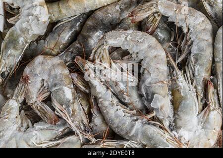Giant prawns, shrimps in retail pack. White background. Top view Stock Photo