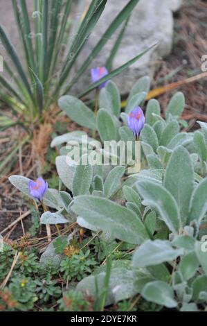 An autumn-blooming violet Crocus sativus (saffron) and grey pubescent leaves of Stachys byzantina in a garden in September Stock Photo