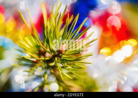 Christmas pine tree branch with needles. Close-up of Xmas ornament decorations for Happy New Year. Lens flare, bright abstract blurry bubble bokeh Stock Photo