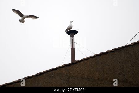 A seagull stands on the chimney of the Sistine chapel one hour before Argentina's Cardinal Jorge Mario Bergoglio is elected as the Catholic Church's new Pope Francis, the first Latin American in the role on March 13, 2013 at the Vatican. Cardinal Bergoglio was elected in a swift five votes of a conclave of 115 cardinals, and immediately appeared to say the Lord's Prayer to crowds on the Vatican plaza. Photo by Eric Vandeville/ABACAPRESS.COM Stock Photo