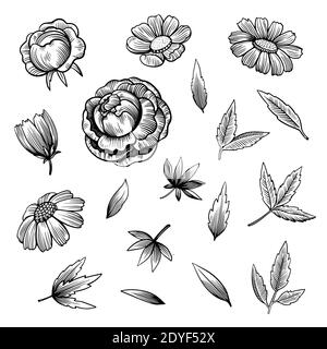 Set of hand drawn peonies flowers and leaves in black and white ink engraving style. Stock Vector