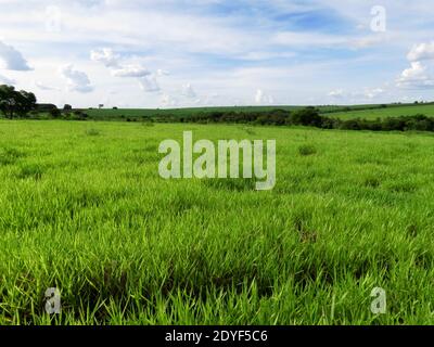 Perfect healthy Green field blue sky landscape with vibrant and bright colors Stock Photo