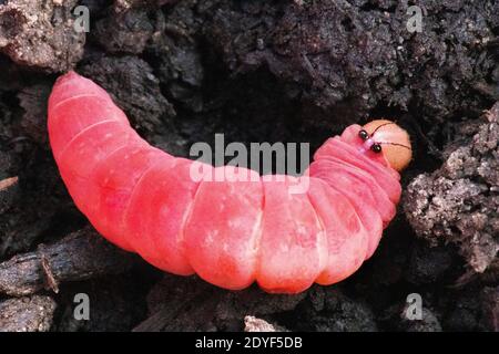 Pink Caterpillar close up Stock Photo