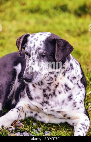 Dalmatian lies in the grass, dog Stock Photo