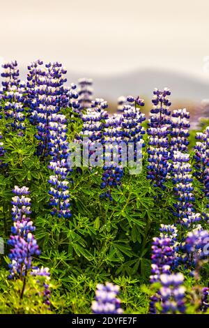 typical purple nootka lupine flowers on iceland Stock Photo