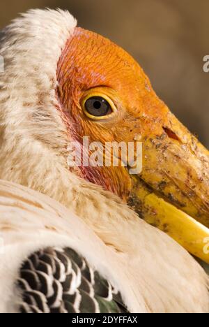 Painted Stork - Mycteria leucocephala, portrait of large colored stork with yellow beak from Sri Lanka lakes, Sri Lanka. Stock Photo