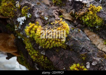 A tuft of American Tree Moss (Climacium cf. americanum), growing on a dead Black Cottonwood Tree (Populus trichocarpa), Troy, Montana Stock Photo