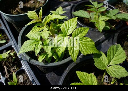 Rubus strigosus. Potted American red raspberry or American raspberry, Troy, Montana, USA  Kingdom: Plantae (unranked): Angiosperms (unranked): Eudicot Stock Photo