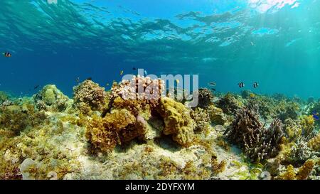 Reef coral scene. Colourful underwater seascape. Beautiful soft coral. Sea coral reef. Philippines. Stock Photo