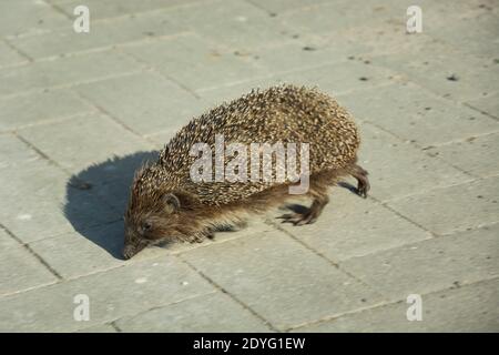 Hedgehog on the road, view on a sunny spring day Stock Photo