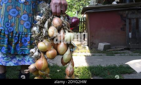 Harvested garlic and onion bulbs tangled in bunch. Rural old woman holding onions in her wrinkled hand. Authentic rustic scene Stock Photo