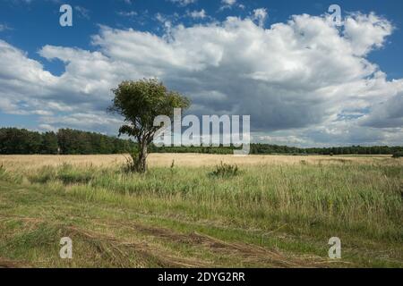A tree in a meadow in front of a forest and a cloud in the sky, summer view Stock Photo