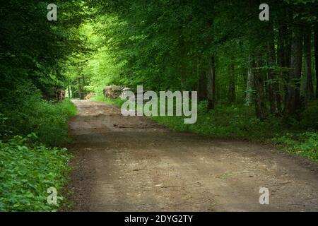 Ground road through an intensely green leafy forest, spring day Stock Photo