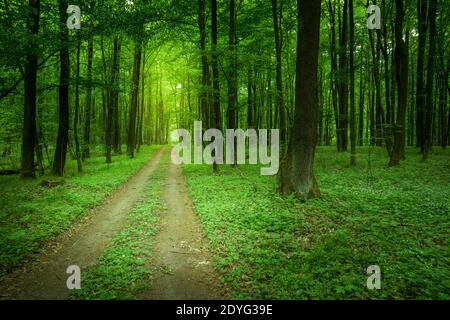 Dirt road through the green forest, spring day Stock Photo