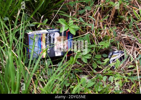 Empty pack, box of Polish cigarettes thrown away on the ground, garbage laying in the grass, closeup. Littering, trash, quitting smoking, habits Stock Photo
