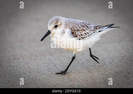 A sanderling running on a North Carolina beach Stock Photo