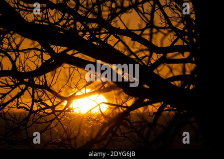 Sun setting through tree branches in winter on a clear day, England UK, UK sunset Stock Photo