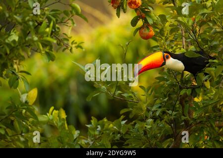 Toco Toucan (Ramphastos toco) feeding in an orange tree Stock Photo