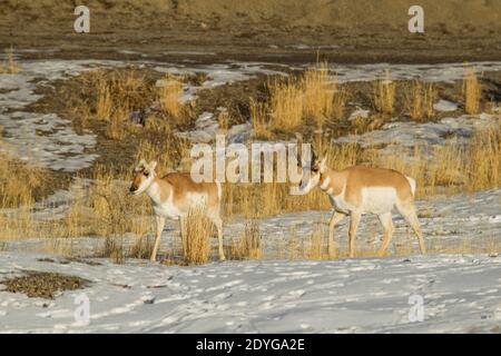 Adult and juvenile male pronghorn antelope (Antilocapra americana)