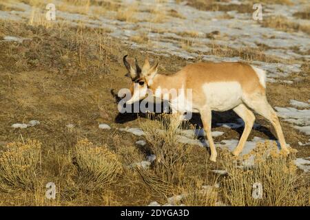 Pronghorn Antelope (Antilocapra americana), male Stock Photo